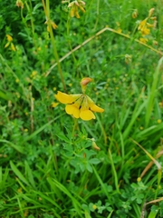 Lotus corniculatus