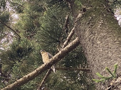 Accipiter virgatus fuscipectus