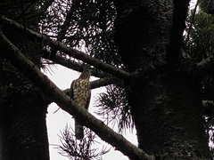 Accipiter virgatus fuscipectus