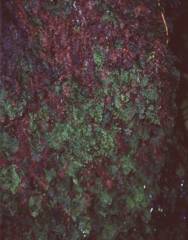 Hymenophyllum barbatum