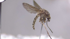 Aedes eidsvoldensis