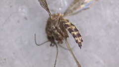 Aedes eidsvoldensis