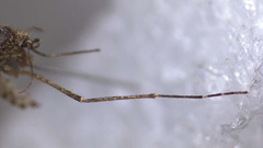 Aedes eidsvoldensis