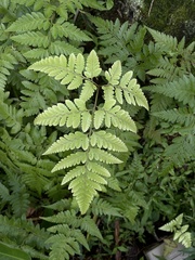 Davallia denticulata