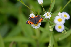 Lycaena phlaeas daimio