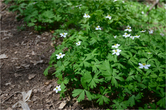 Anemone koraiensis