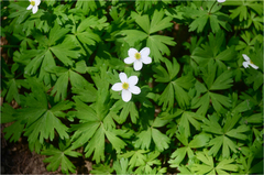 Anemone koraiensis