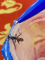 Chalybion bengalense