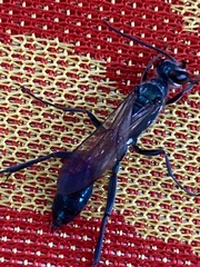 Chalybion bengalense