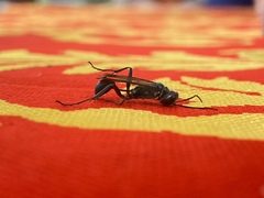 Chalybion bengalense