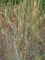 Tragopogon ucrainicus