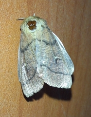 Mythimna turca