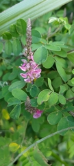 Indigofera pseudotinctoria