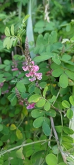 Indigofera pseudotinctoria