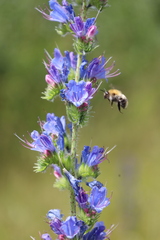 Bombus pascuorum