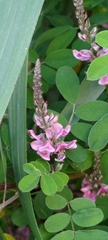 Indigofera pseudotinctoria