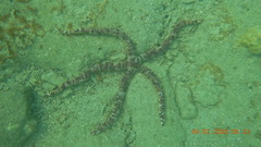 Leiaster