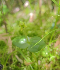 Neottia morrisonicola
