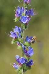 Bombus pascuorum