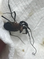 Protolophus tuberculatus