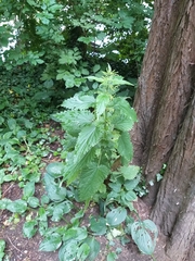 Urtica dioica