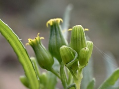 Senecio glossanthus