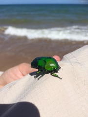 Ischiopsopha wallacei