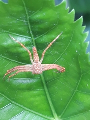Araneae