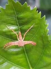 Araneae