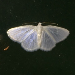 Lomographa vestaliata