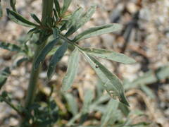 Reseda hookeri