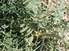 Reseda hookeri