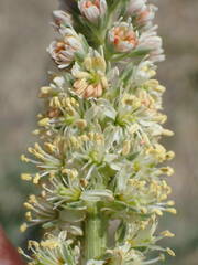 Reseda hookeri