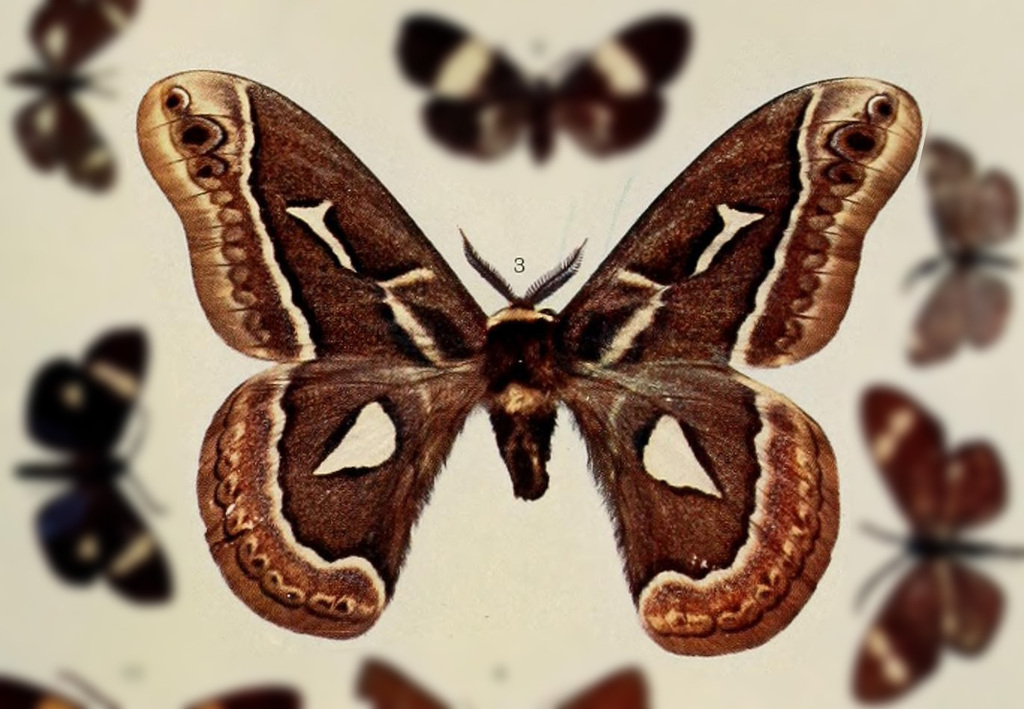 Rothschildia condor
