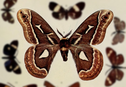 Rothschildia condor