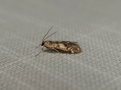Hygraula nitens