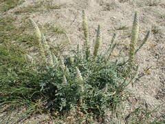 Reseda hookeri