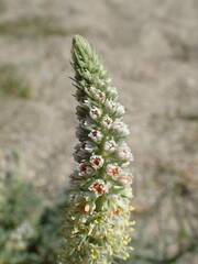 Reseda hookeri
