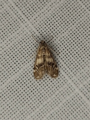 Hygraula nitens