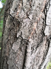 Catocala nupta