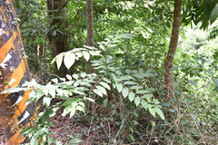 Diospyros japonica