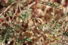 Astragalus lentiginosus diphysus