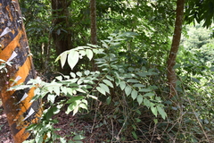 Diospyros japonica