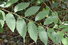 Diospyros japonica