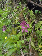Pedicularis refracta transmorrisonensis
