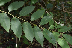 Diospyros japonica