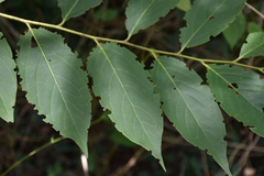 Diospyros japonica