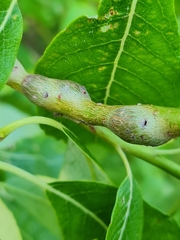 Euhexomyza simplicoides