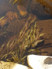 Potamogeton alpinus