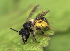 Andrena denticulata